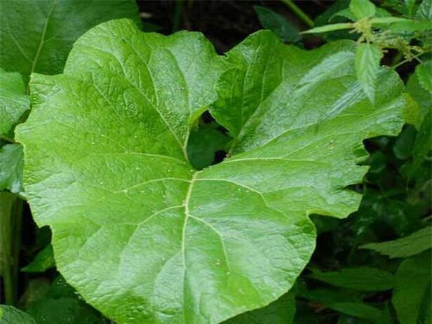 Burdock Leaf Pain Relief Compress for Osteochondrosis of the Back