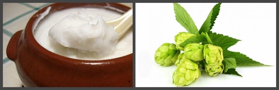 Hops and pork fat for the preparation of medicinal ointment for osteochondrosis. 